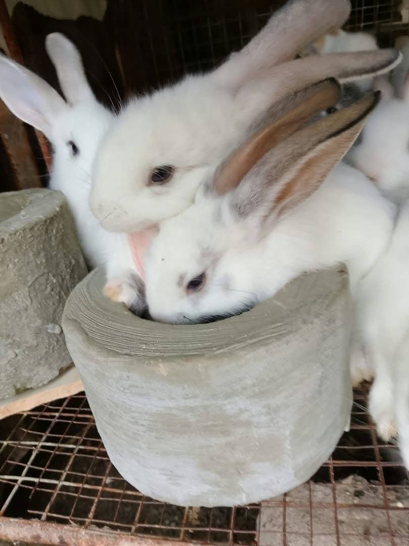 VENTE DES MANGEOIRES POUR LES LAPINS